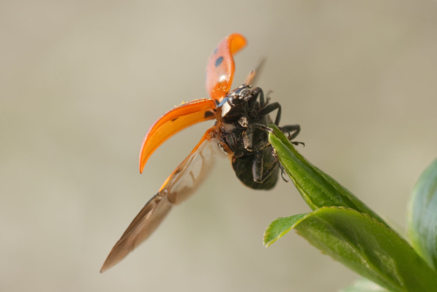 [ Geklontes Kunstwerk ] Komposition № 4-25  N°