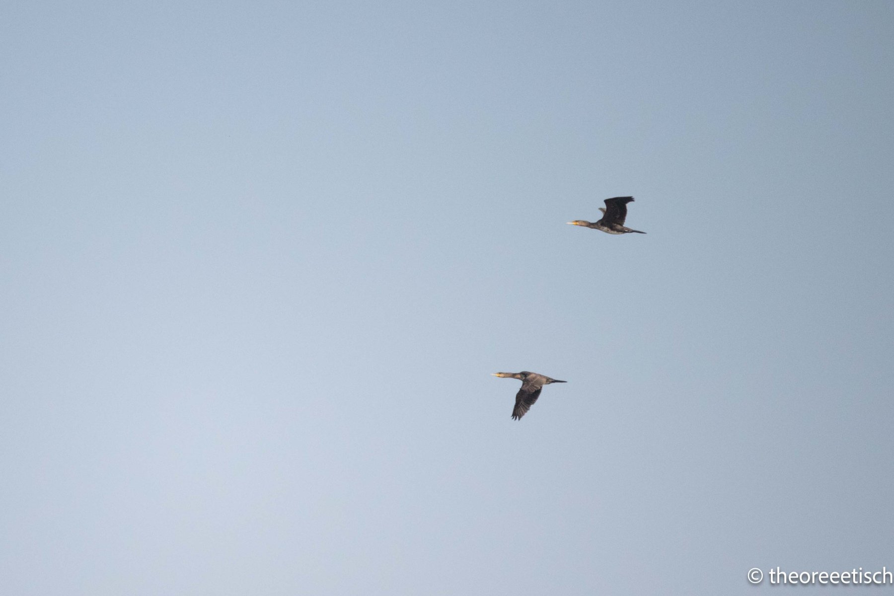 Cadence of wings - Brandenburg