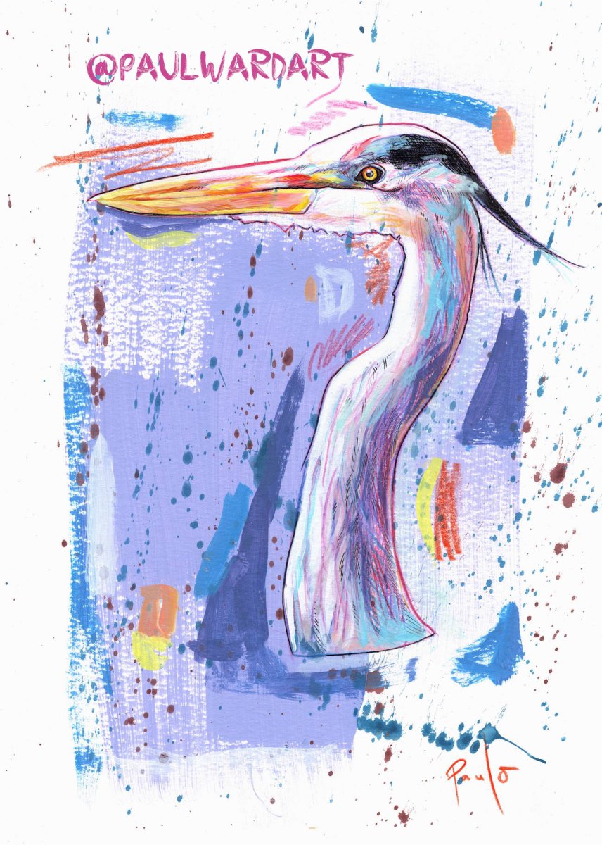 Grey Heron