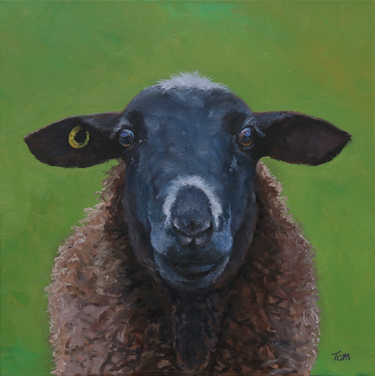 Sheep on green