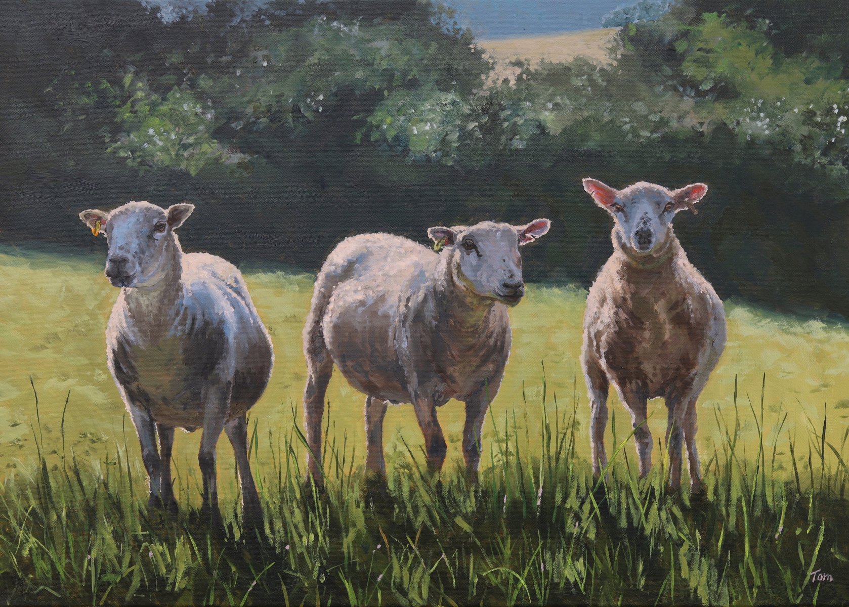Three Sheep