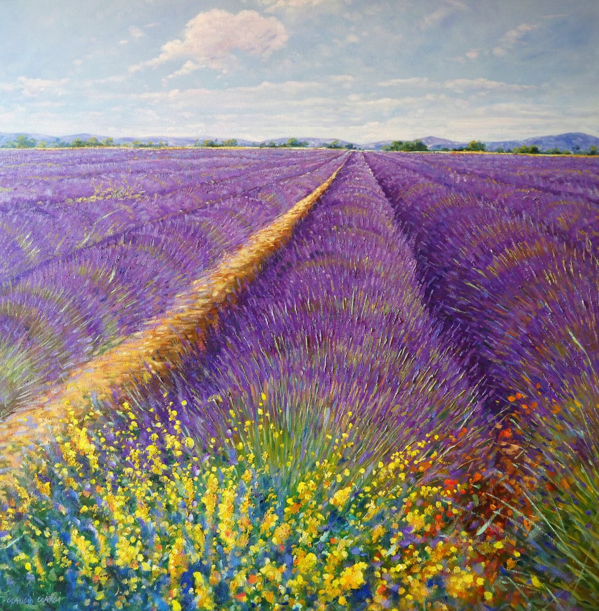 Lavander fields in provence
