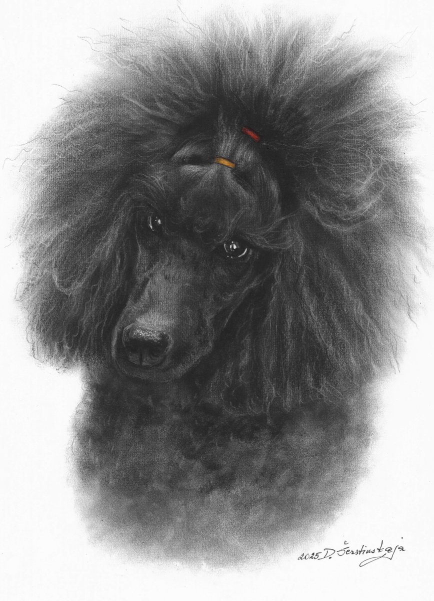 Black Poodle