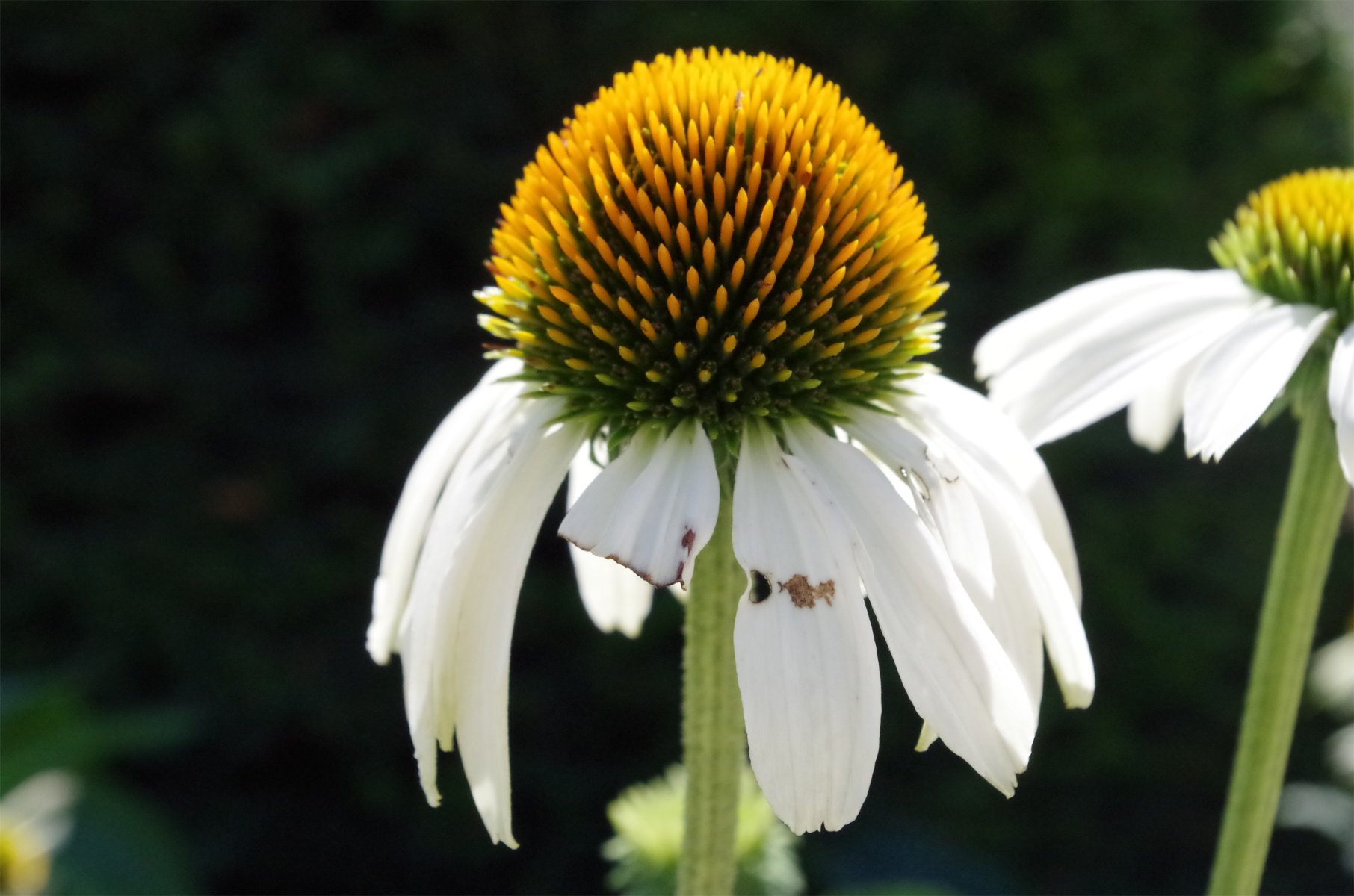 Flower Blossom