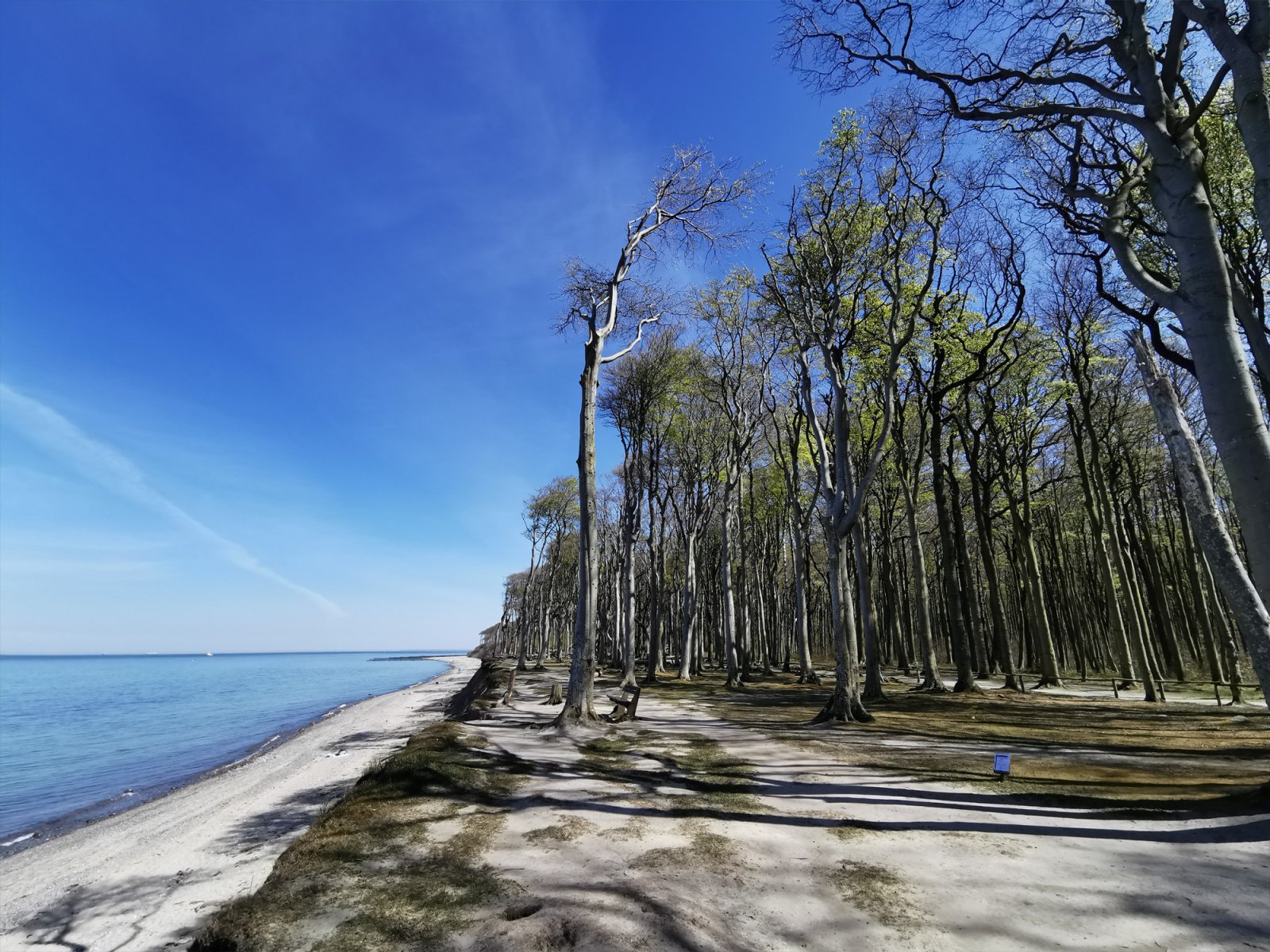 Ghost Forest near Kühlungsborn, Baltic Sea