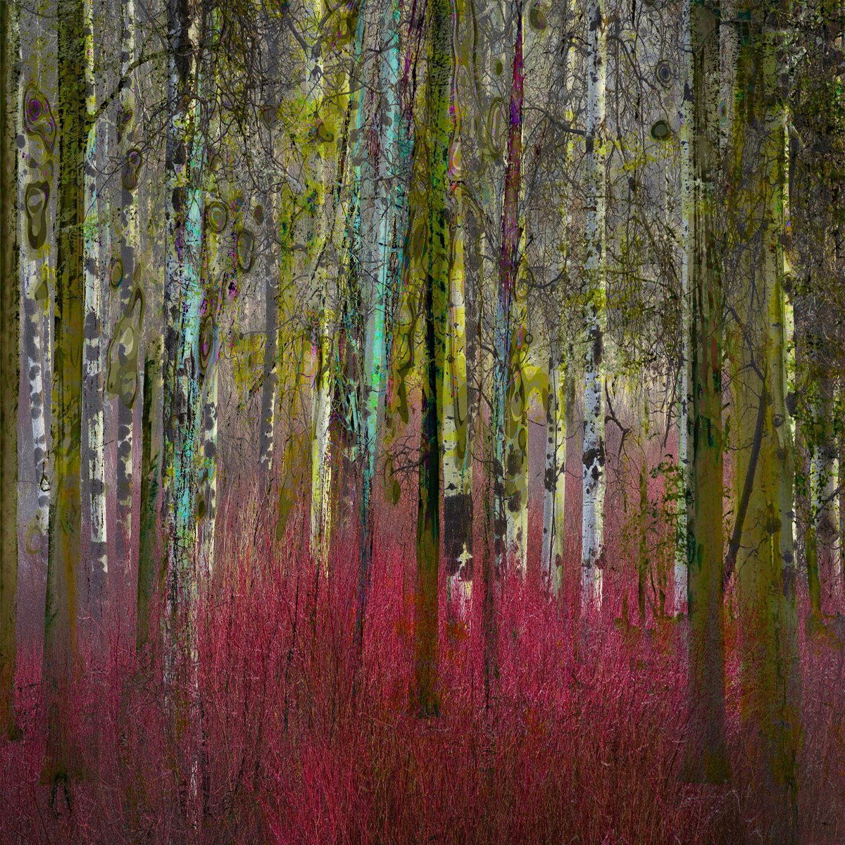 Mysterious forrest opus 9