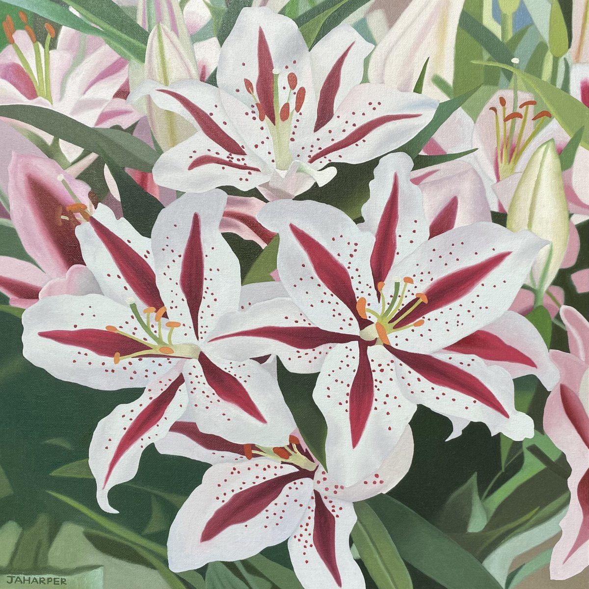 Pink And White Lilies