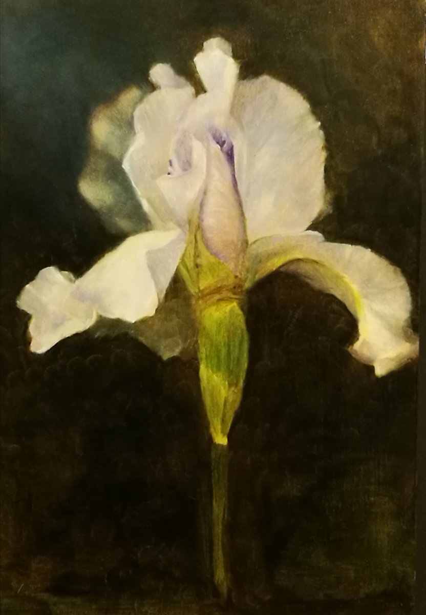 Iris
