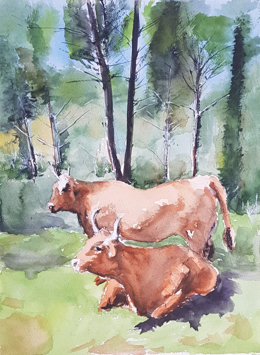Resting cows