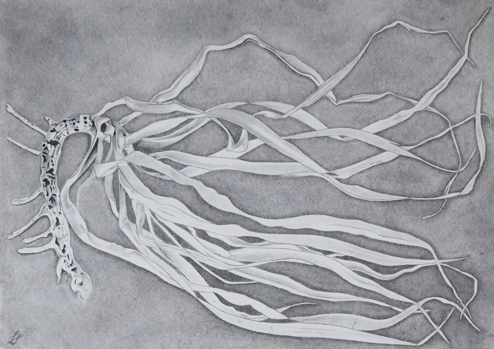 Deformated Dragon Tree - Dracaena draco