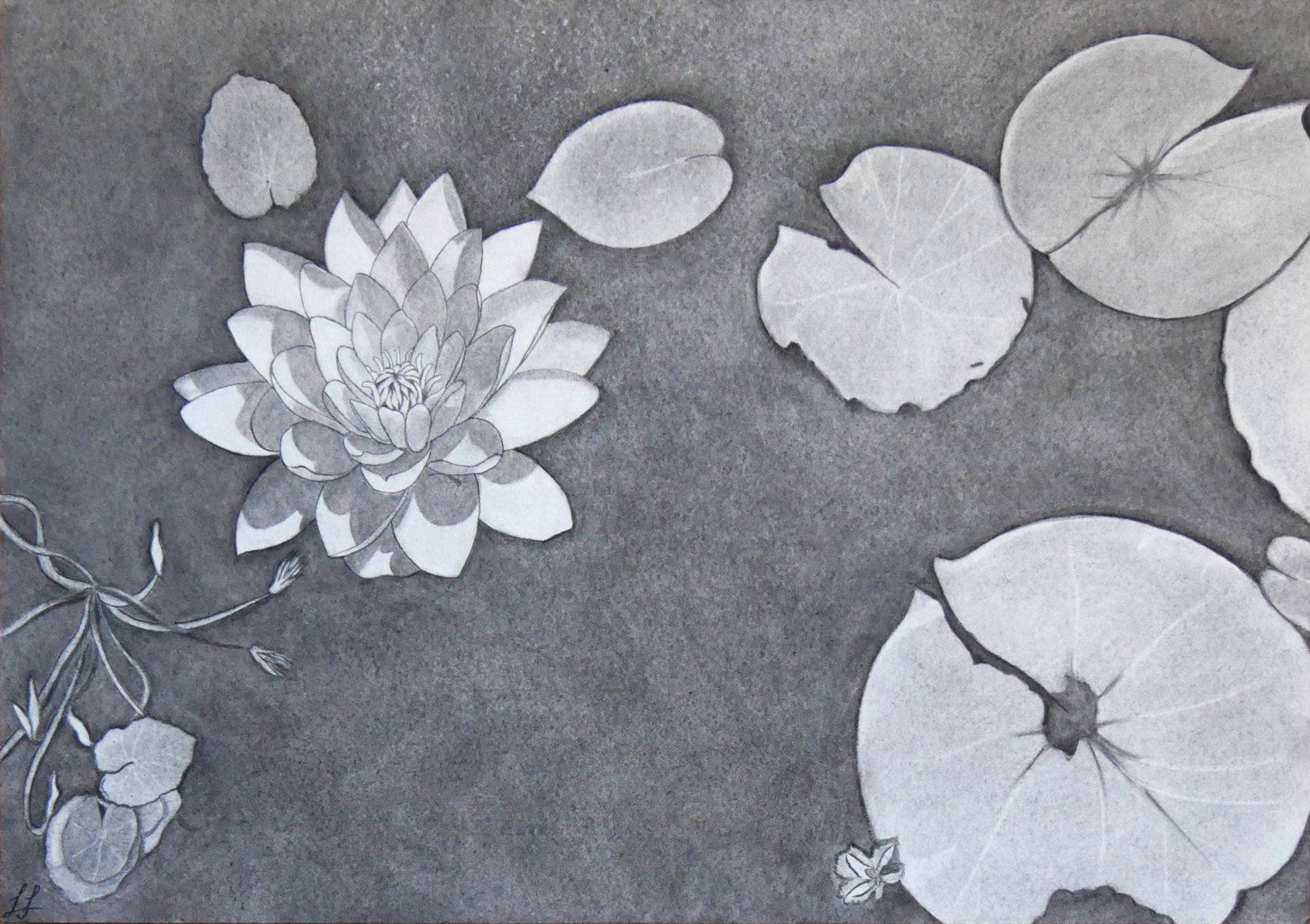 When Water Lilies bloom