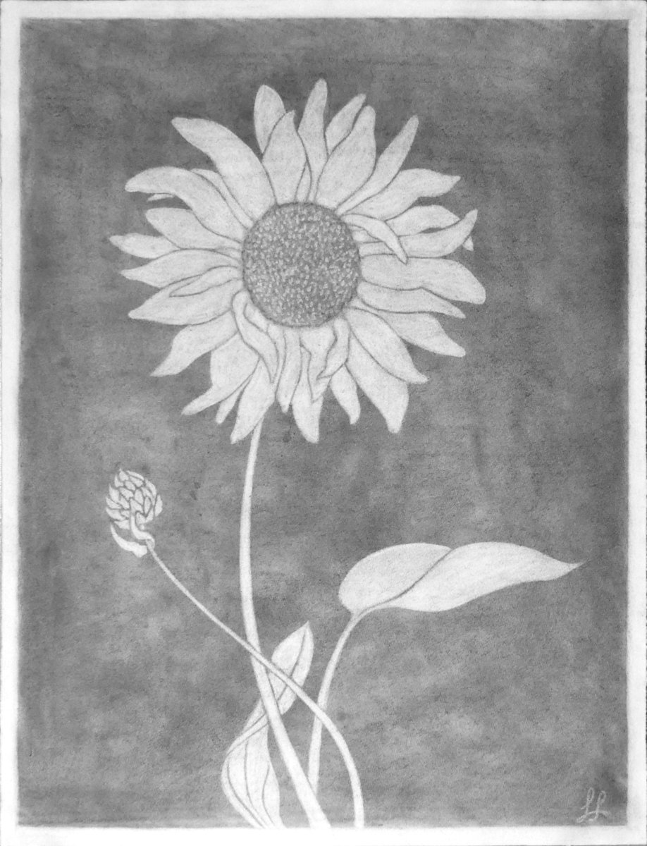 In the Quiet Light of a Sunflower