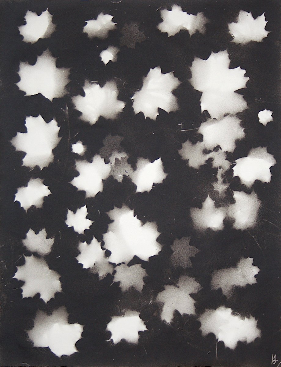 Leaves of a Norway Maple (Acer platanoides)