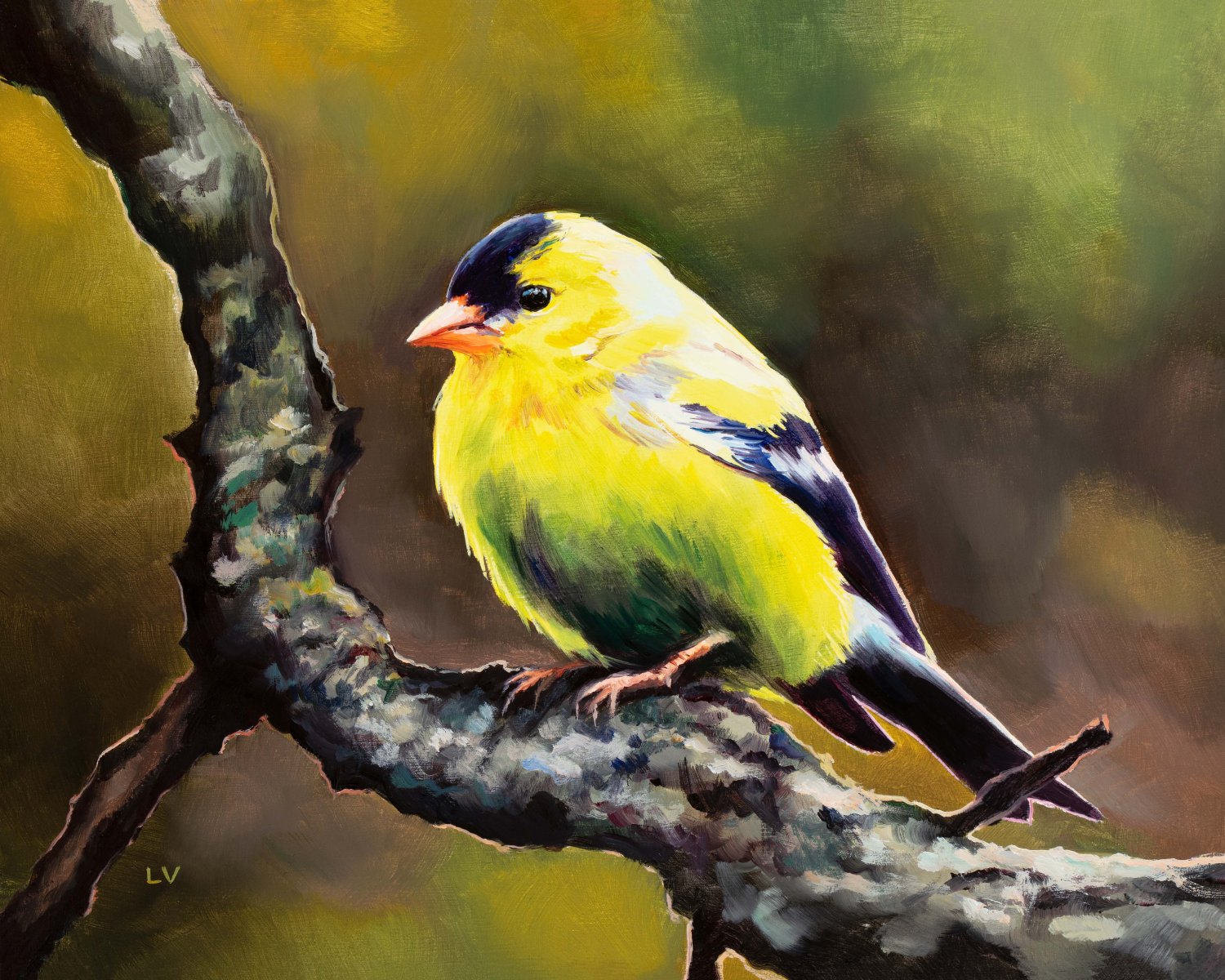 Male yellow goldfinch on a branch