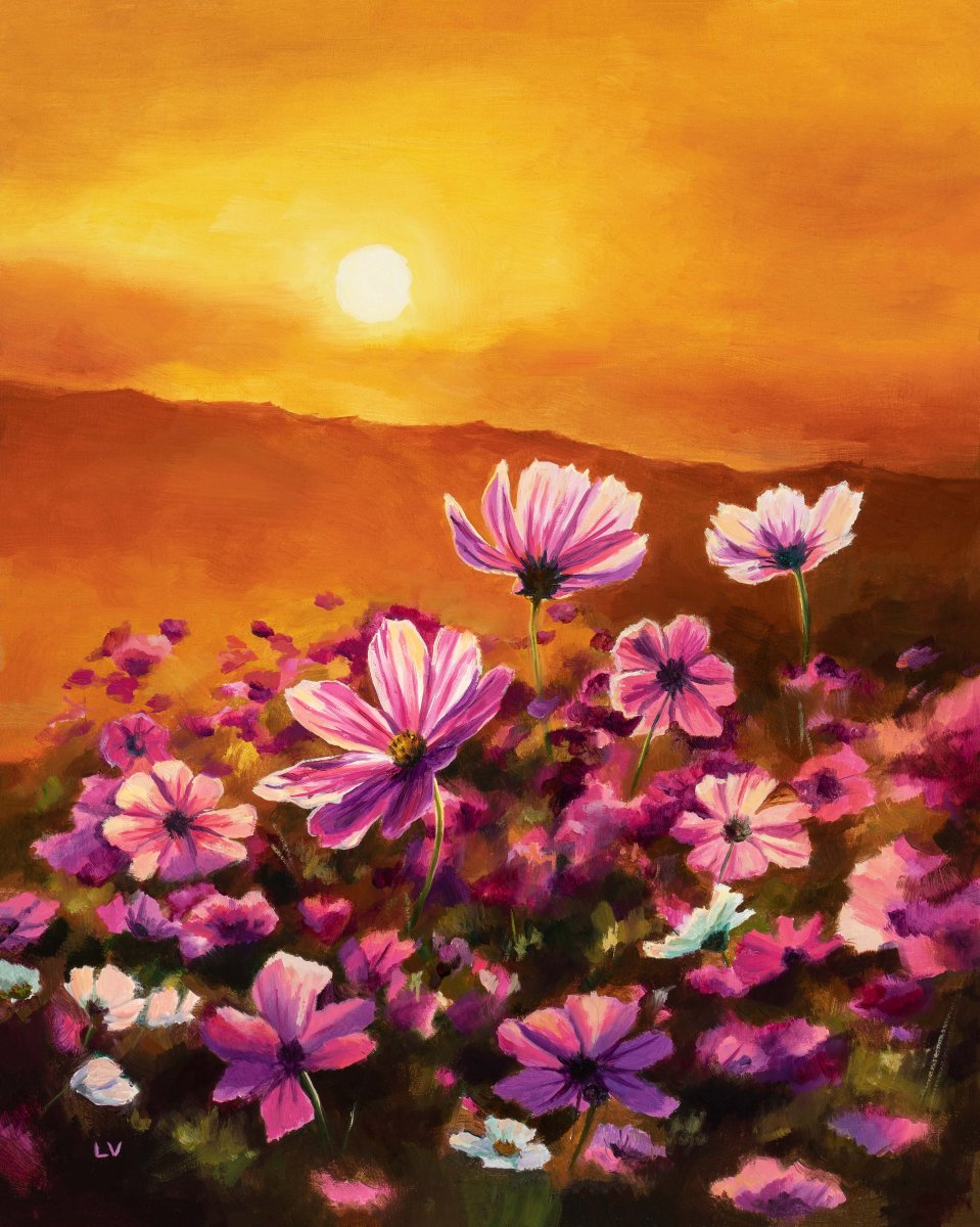 Pink cosmos field at warm sunset