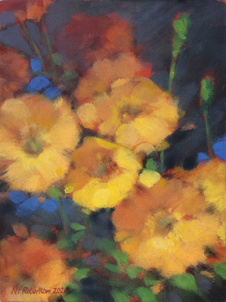 Flaring Welsh Poppies