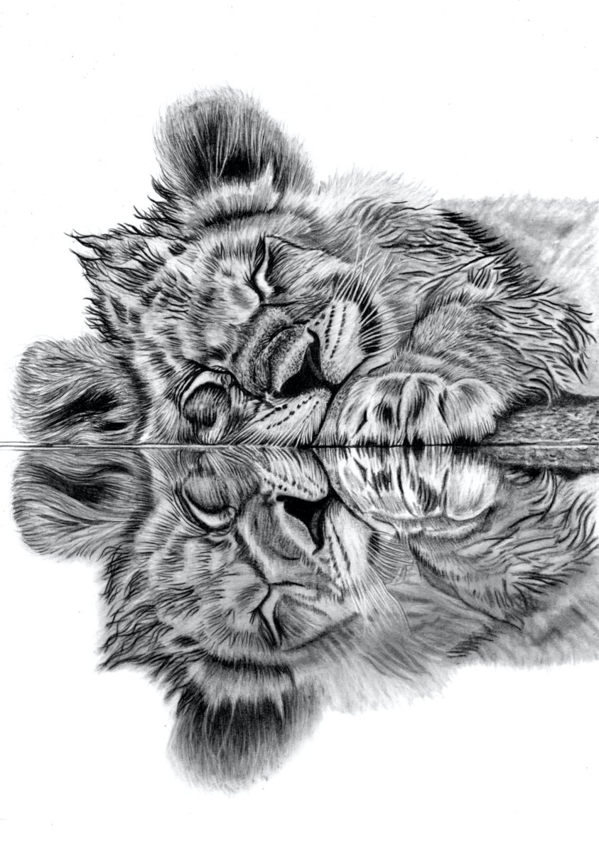 Lion Cub Reflection