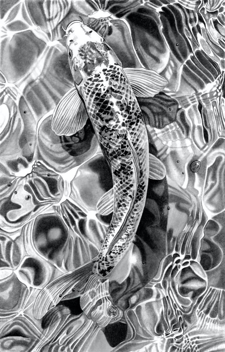 Koi Carp in Pencil