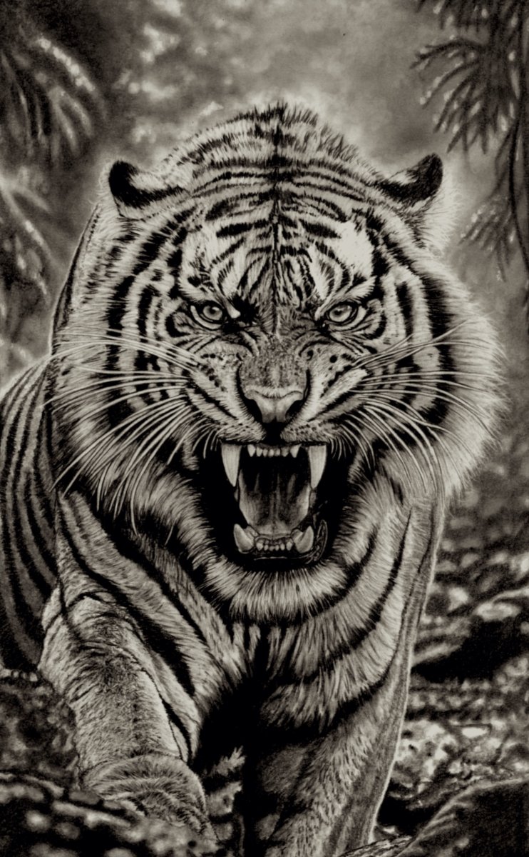 Jungle Tiger
