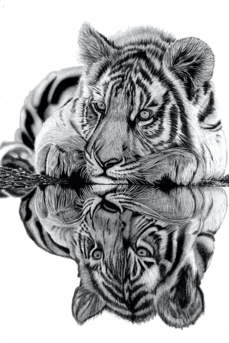 Tiger Cub Reflections