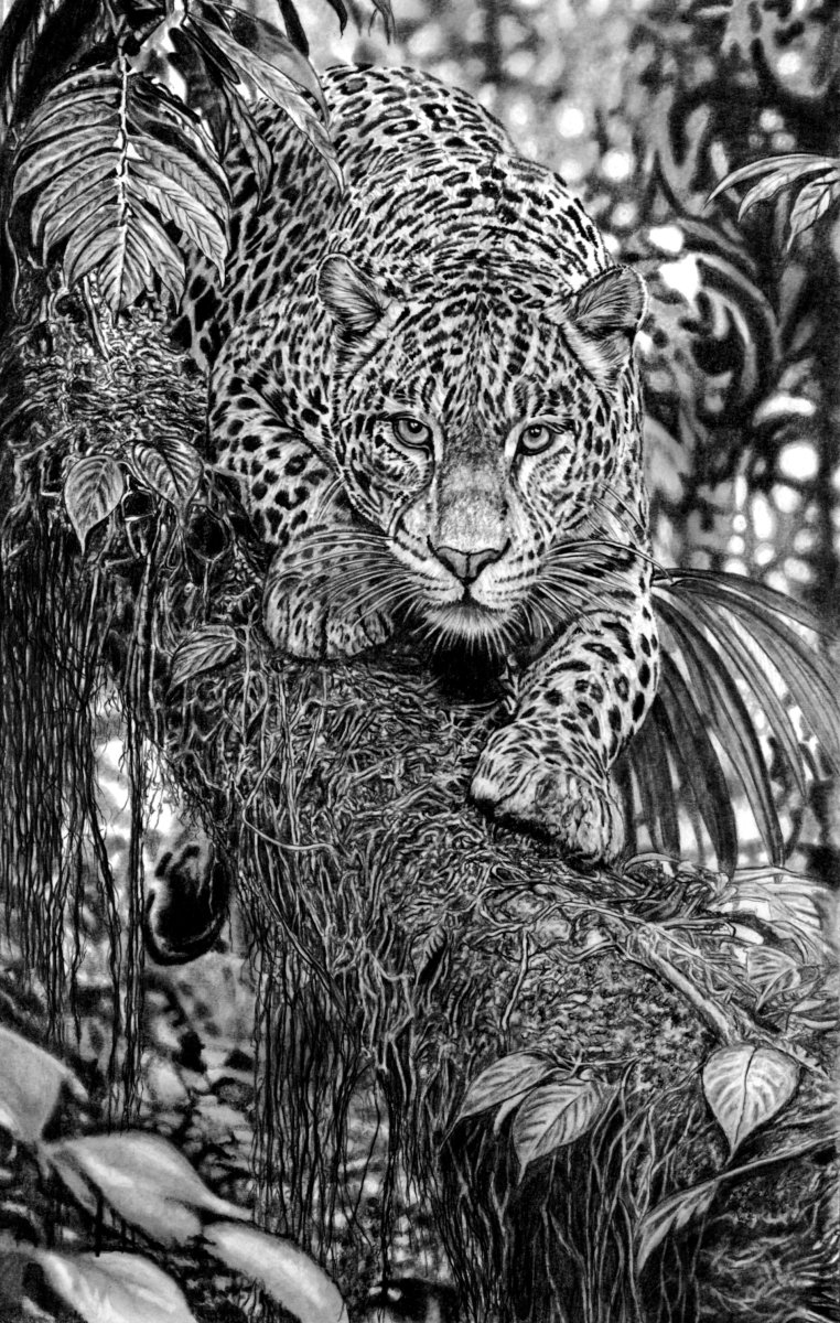 Jungle Leopard