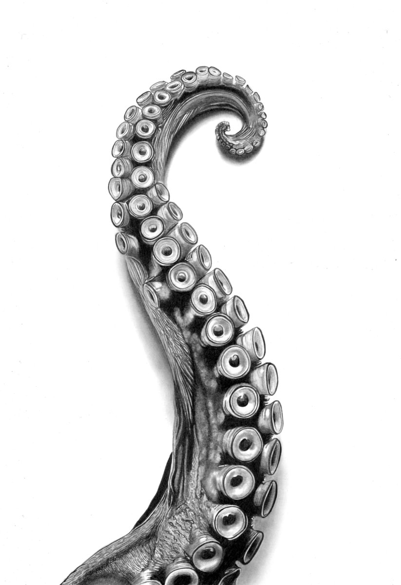 Octopus Arm, No. 3731