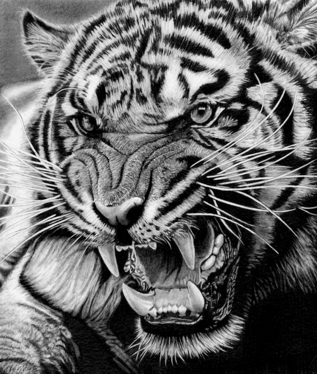 Roaring Tiger, Nr. 3987