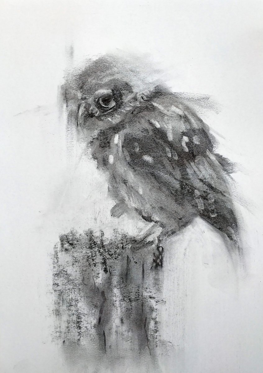 Owl