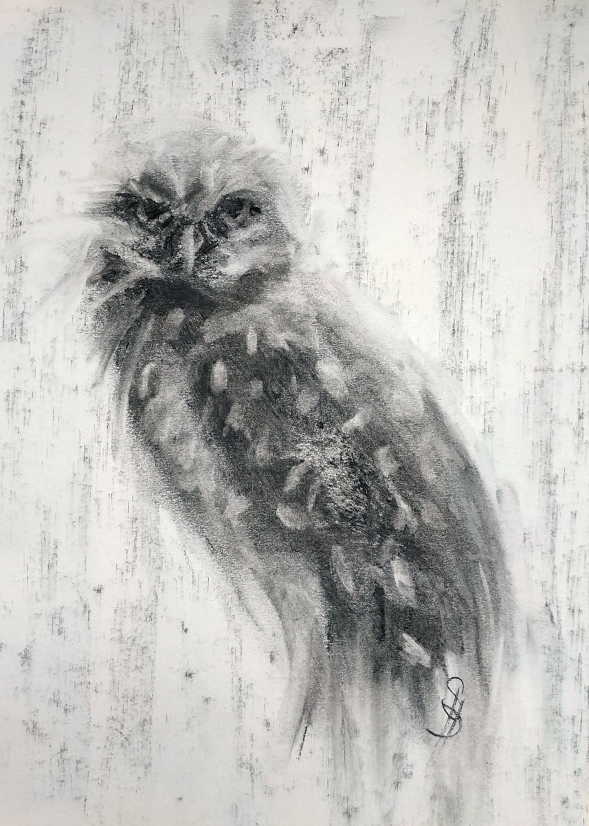 Burrowing Owl I