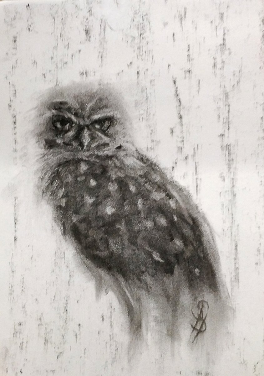 Burrowing Owl II