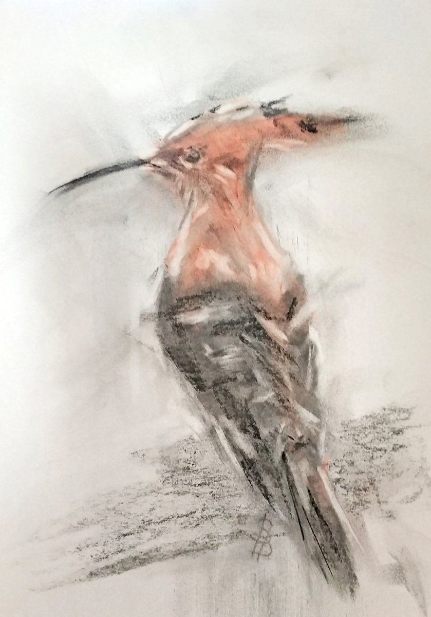 Hoopoe
