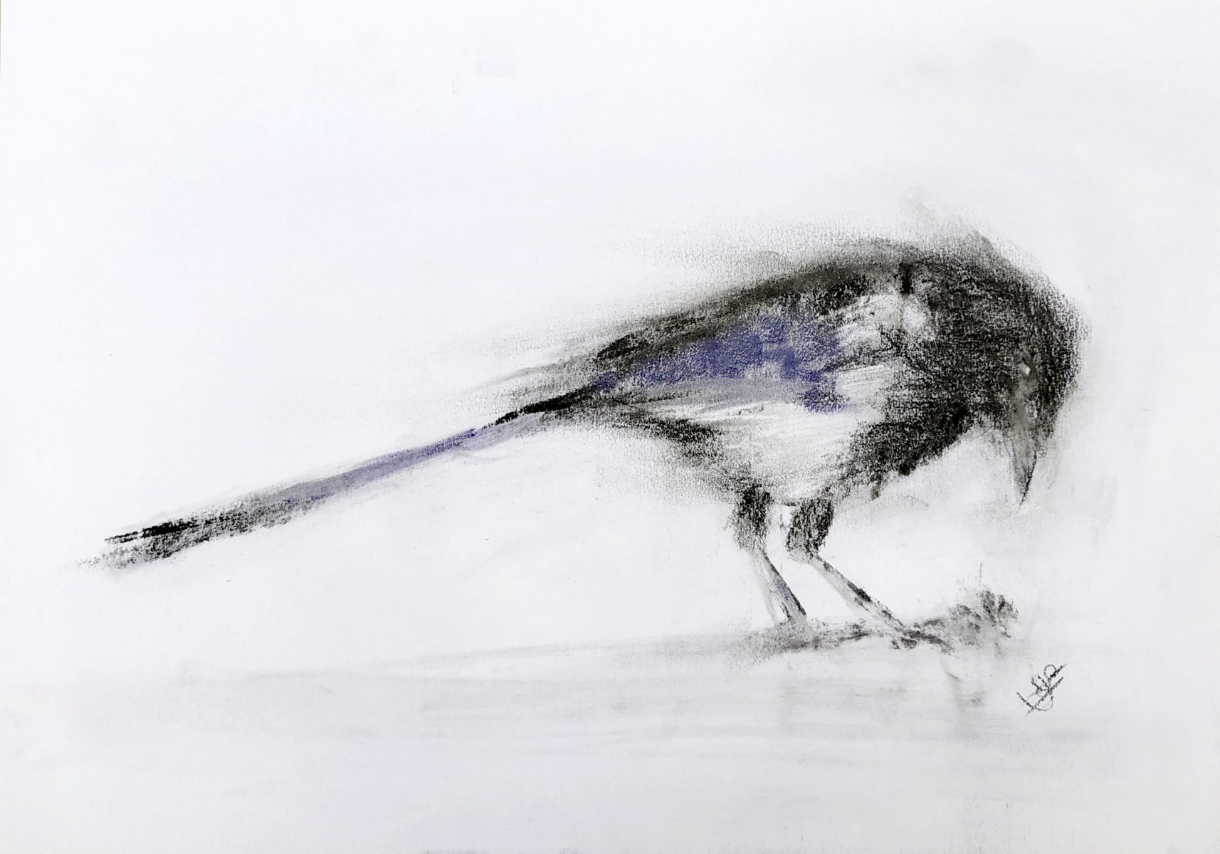 Magpie