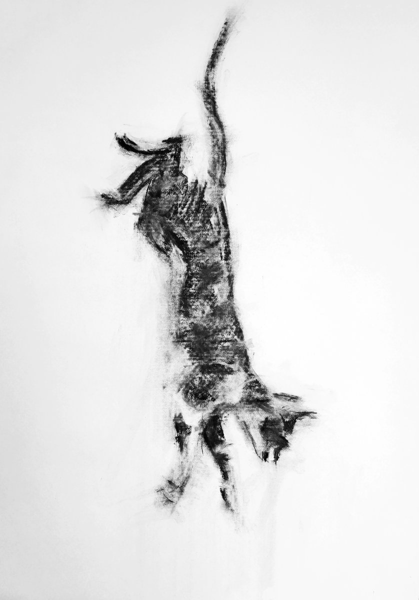 Leaping Cat