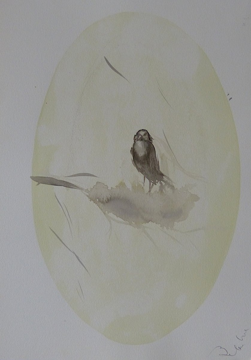 The Birds of Côte d'Azur - 6