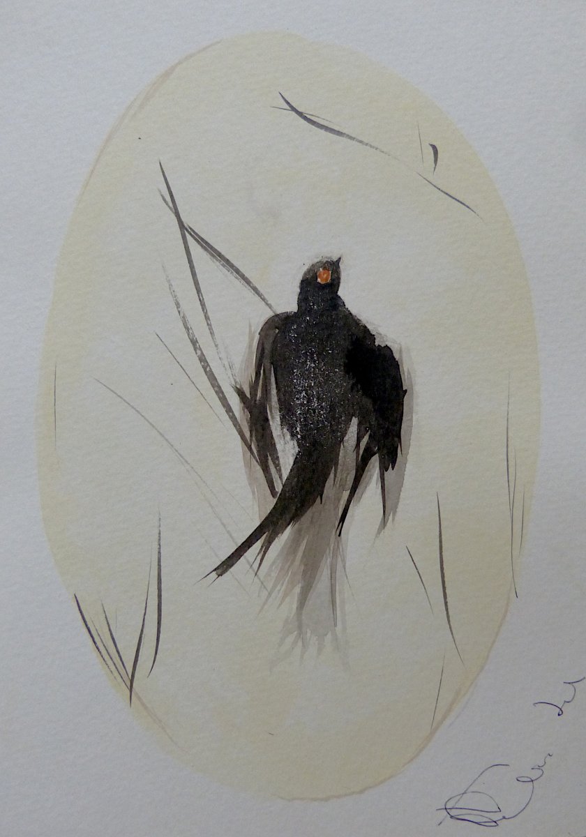 The Birds of Côte d'Azur - 11