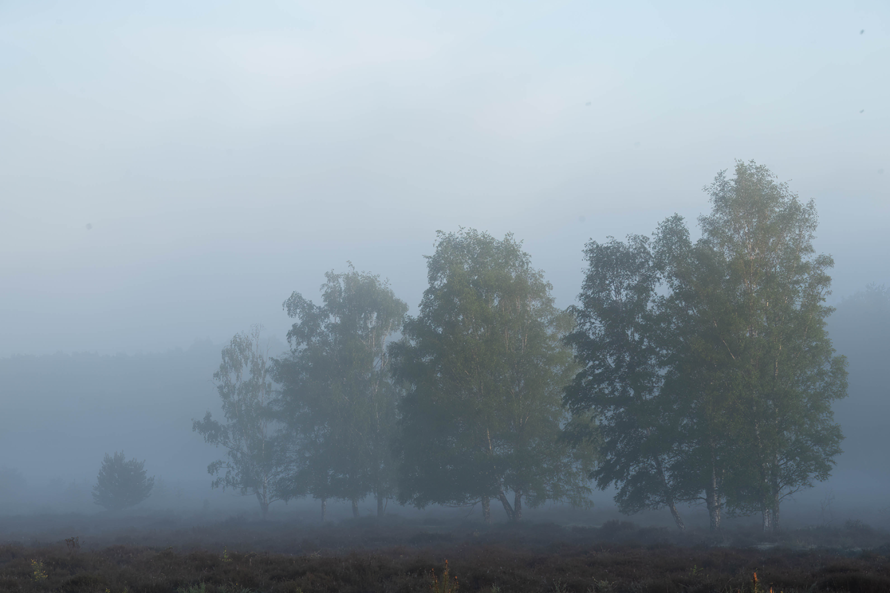Morning Blue