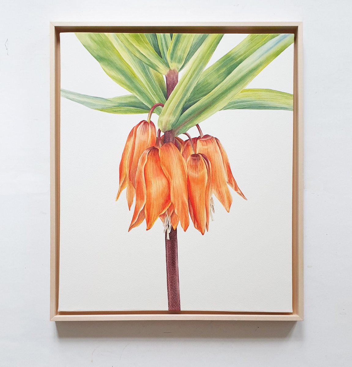 Crown Imperial