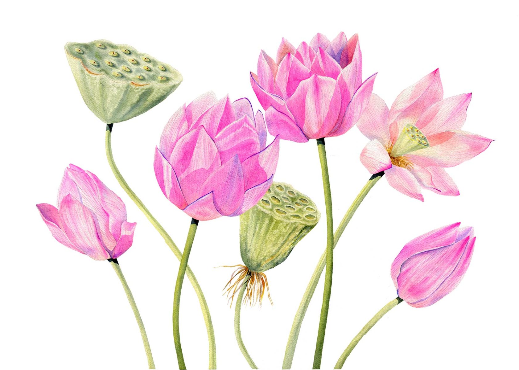 Lotus – Bloom in Transition
